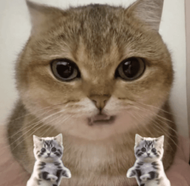 AI Cat Singing and Talking Video