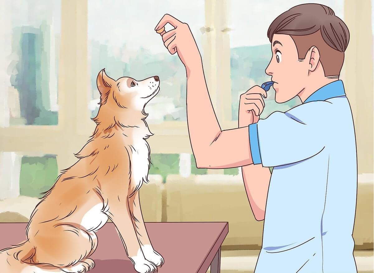 dog training whistle