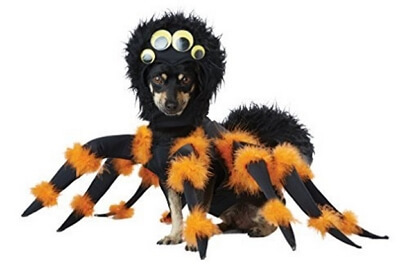 halloween spider dog costume