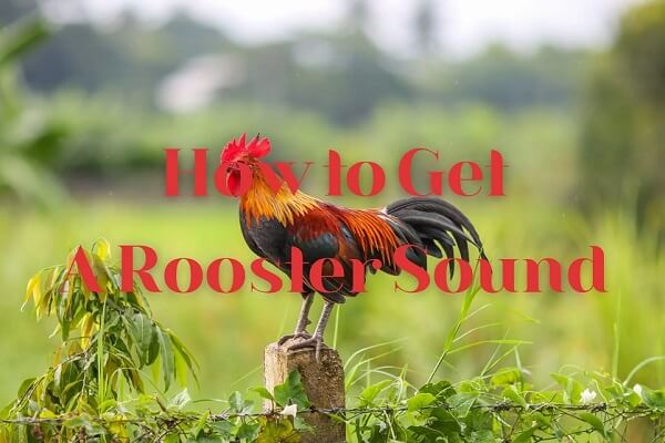 rooster sound