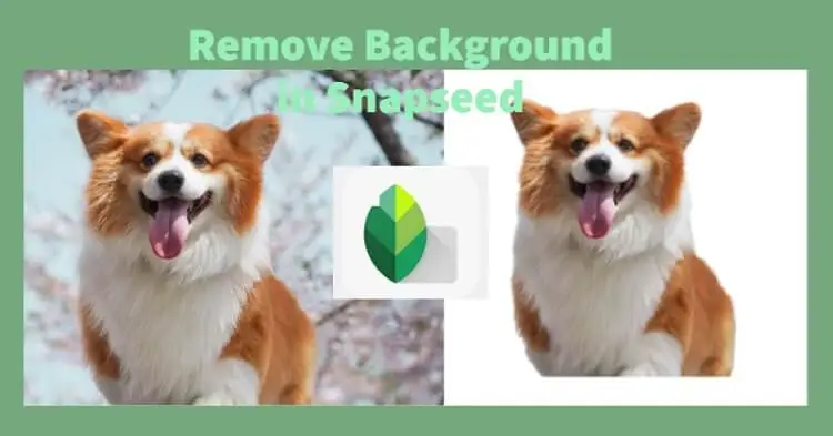 How to Remove Image Backgrounds in Snapseed: A Complete Tutorial