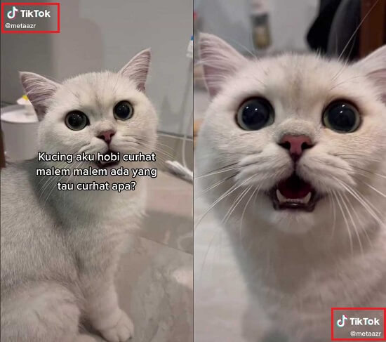 watermark video tiktok kucing