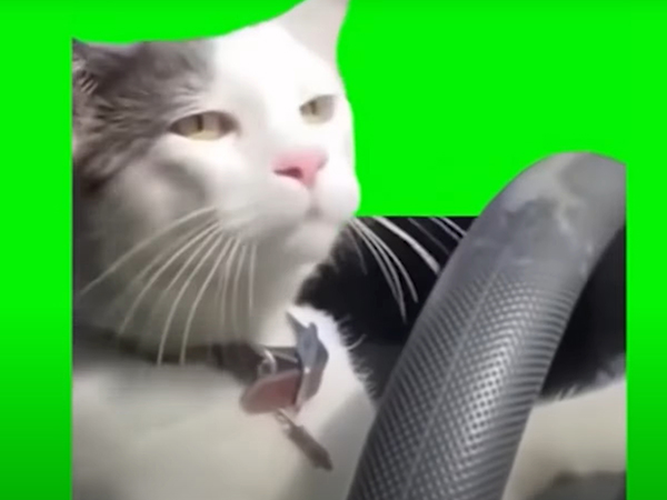 猫ミーム　ドライブ